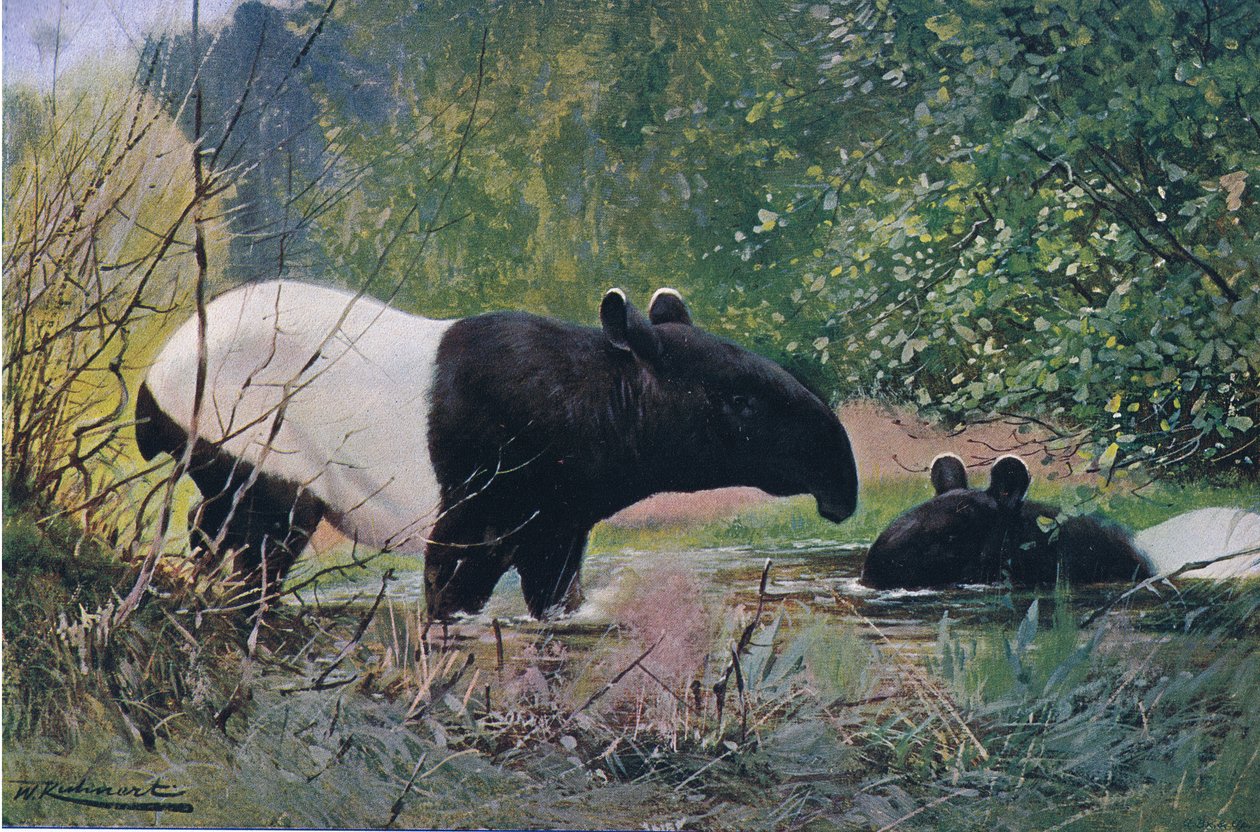 Indian Tapir, från Wildlife of the World publicerad av Frederick Warne & Co, c.1900 av Wilhelm Kuhnert