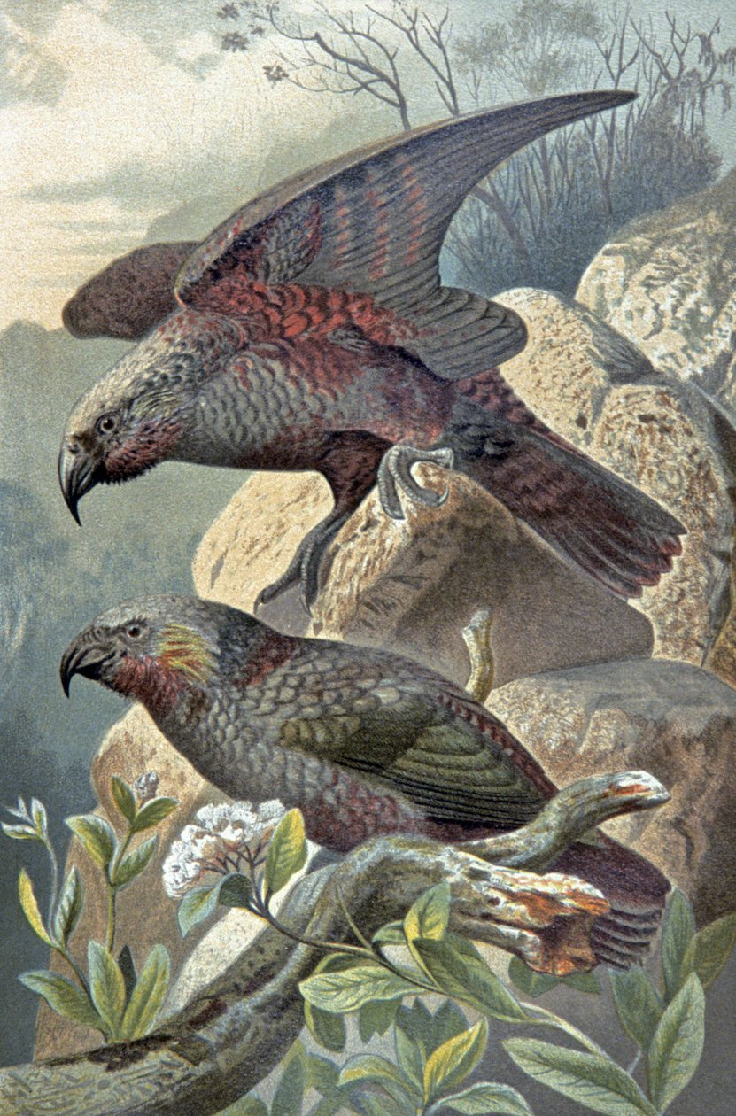 Kea, Nestor notable, ca 1910 (illustration) av Wilhelm Kuhnert