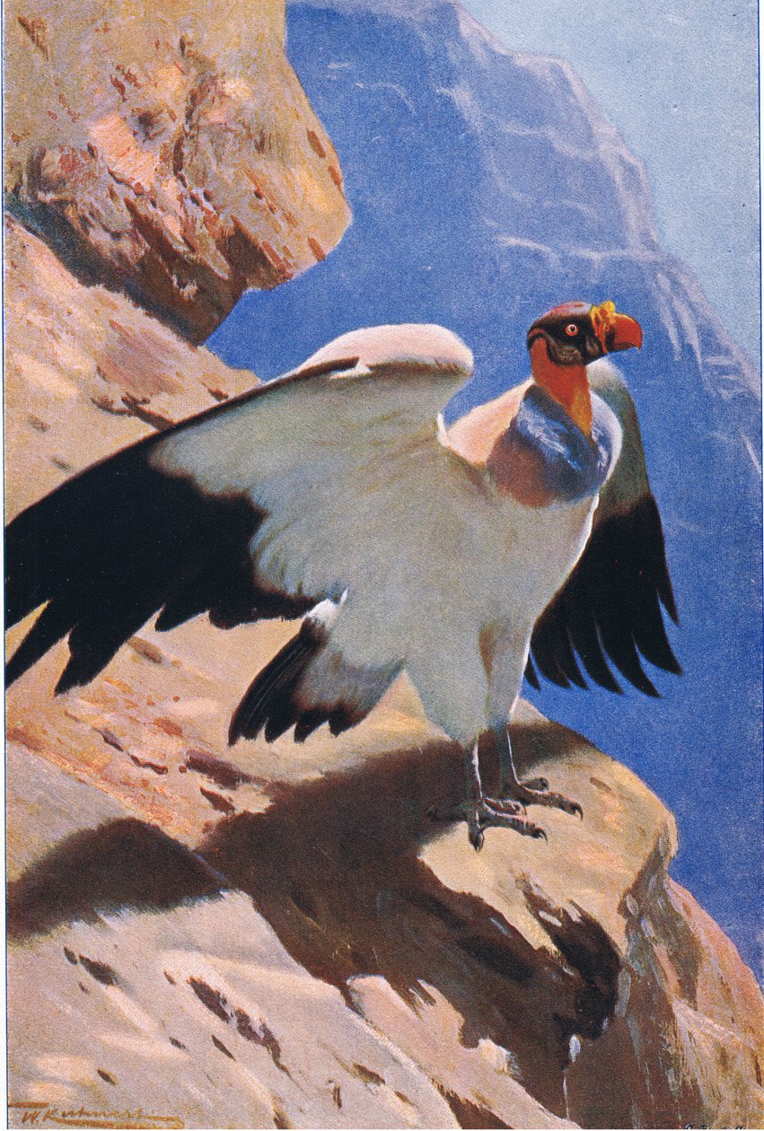 King Vulture, från Wildlife of the World publicerad av Frederick Warne & Co, c.1900 av Wilhelm Kuhnert