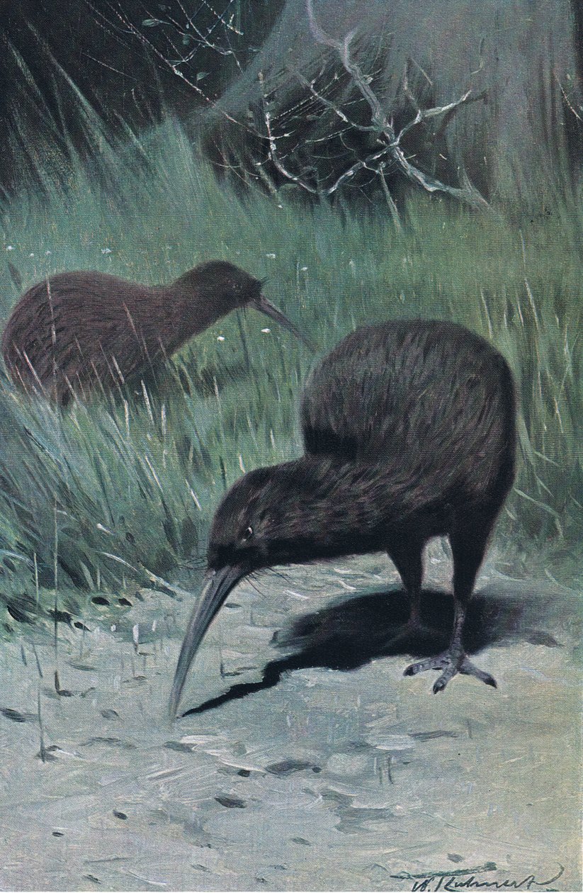 Kiwi, illustration från Wildlife of the World, c.1910 av Wilhelm Kuhnert