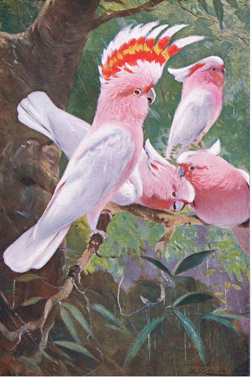 Leadbeaters kakadua, illustration från Wildlife of the World, c.1910 av Wilhelm Kuhnert