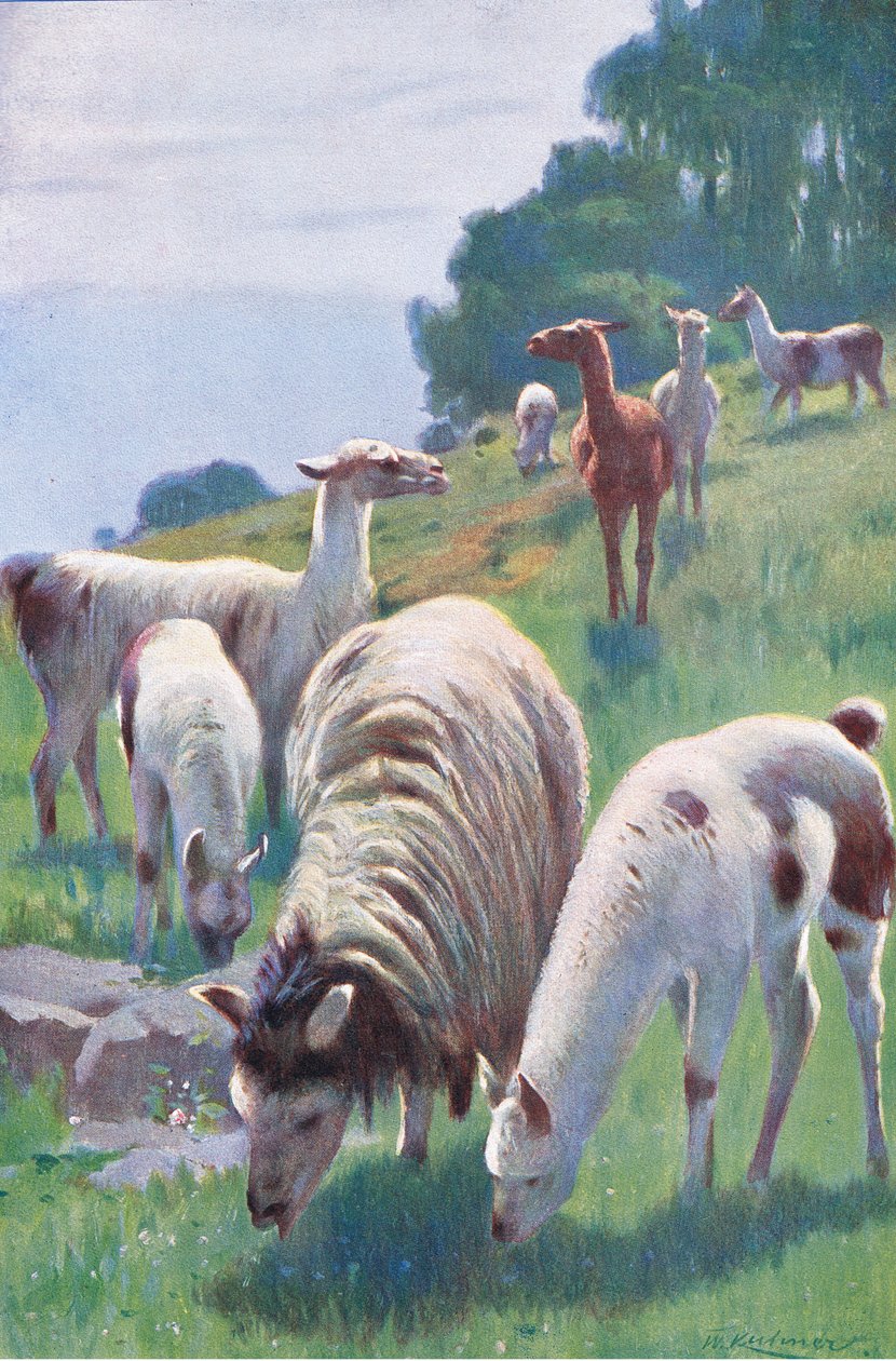 Lama, från Wildlife of the World publicerad av Frederick Warne & Co, c.1900 av Wilhelm Kuhnert