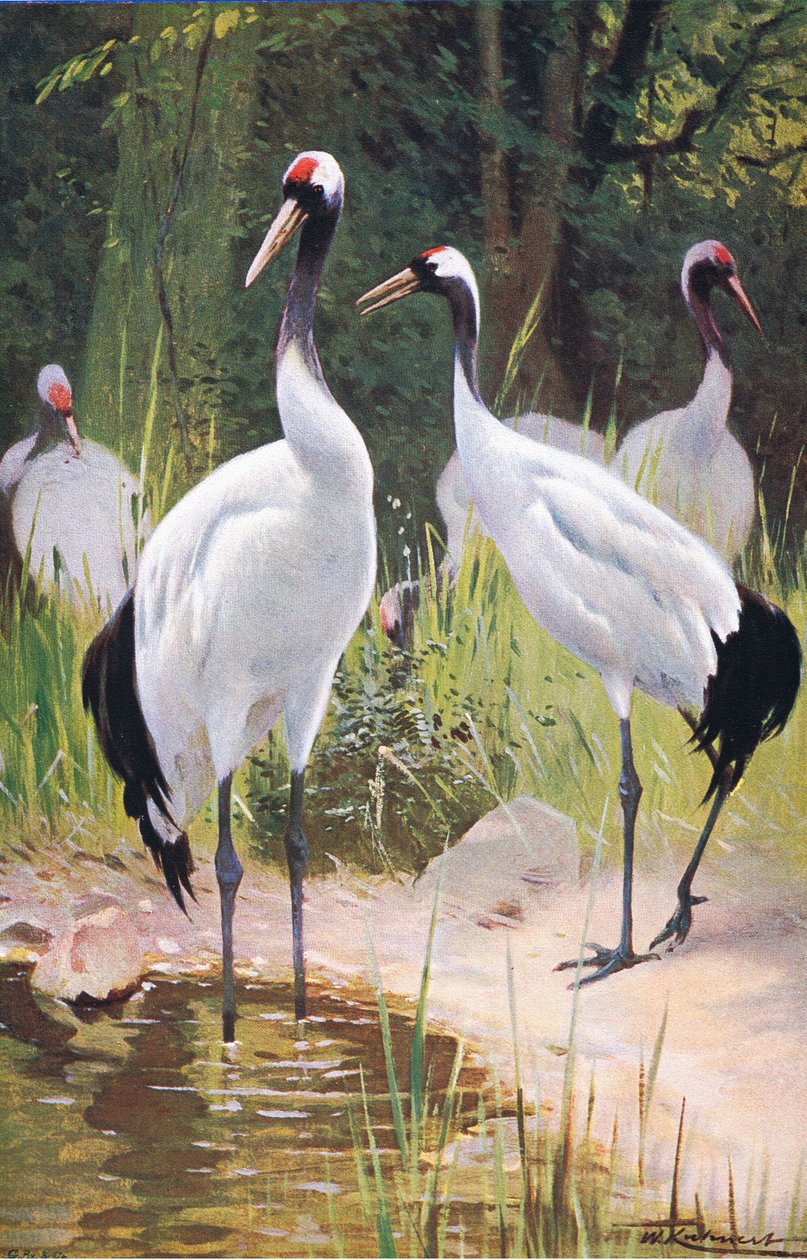 Manchurian Crane, från Wildlife of the World publicerad av Frederick Warne & Co, ca 1900 av Wilhelm Kuhnert