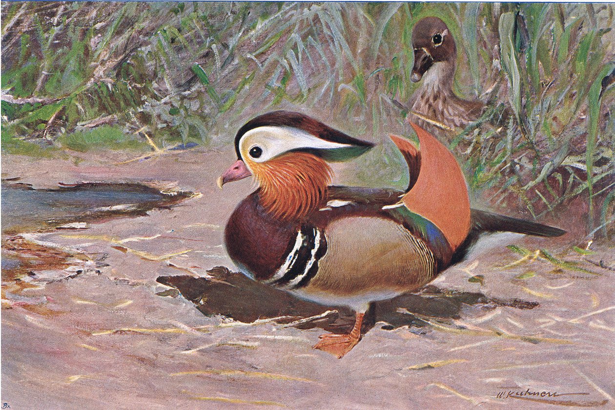 Mandarin Duck, från Wildlife of the World publicerad av Frederick Warne & Co, c.1900 av Wilhelm Kuhnert