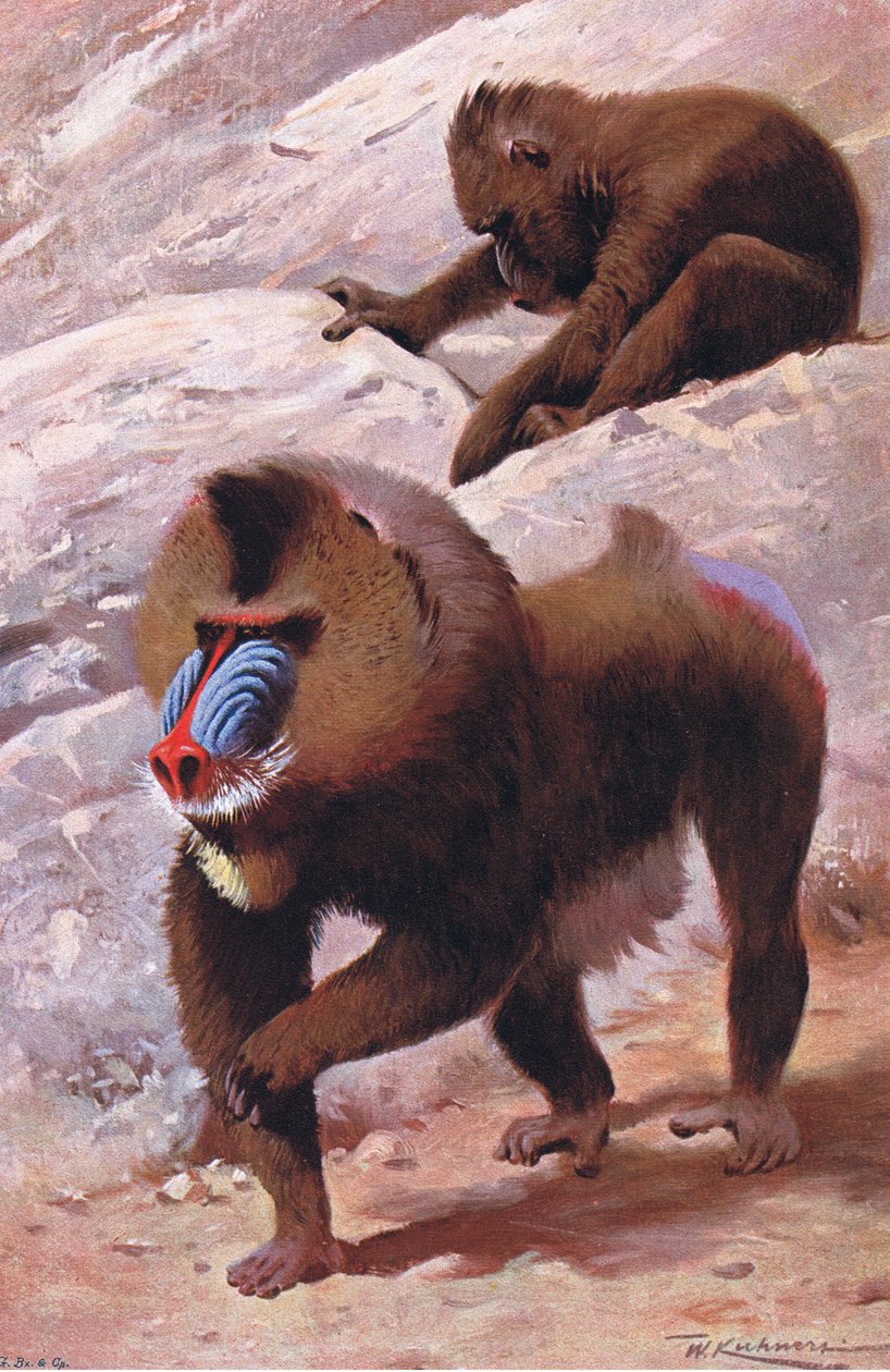Mandrill, illustration från Wildlife of the World, c.1910 av Wilhelm Kuhnert