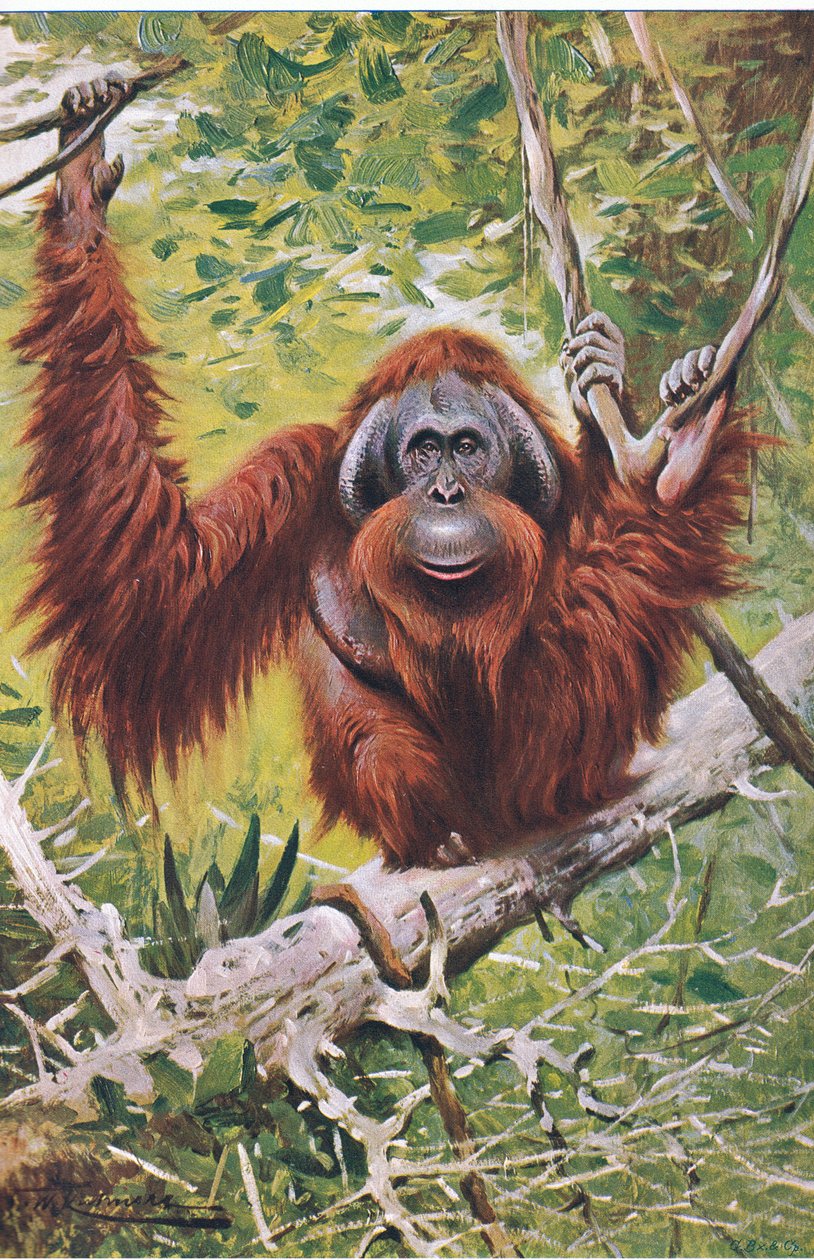 Orang, från Wildlife of the World publicerad av Frederick Warne & Co, c.1900 av Wilhelm Kuhnert