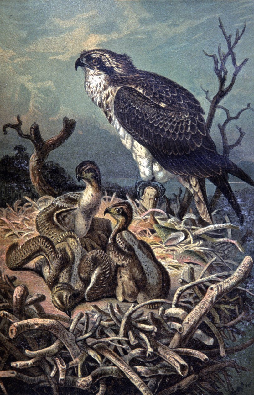Osprey, ca 1910 (illustration) av Wilhelm Kuhnert