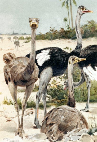 Struts, tallrik från "Brehms Tierleben: Allgemeine Kunde des Tierreichs", vol.6, s.691, utgiven av Bibliographisches Institut av Wilhelm Kuhnert