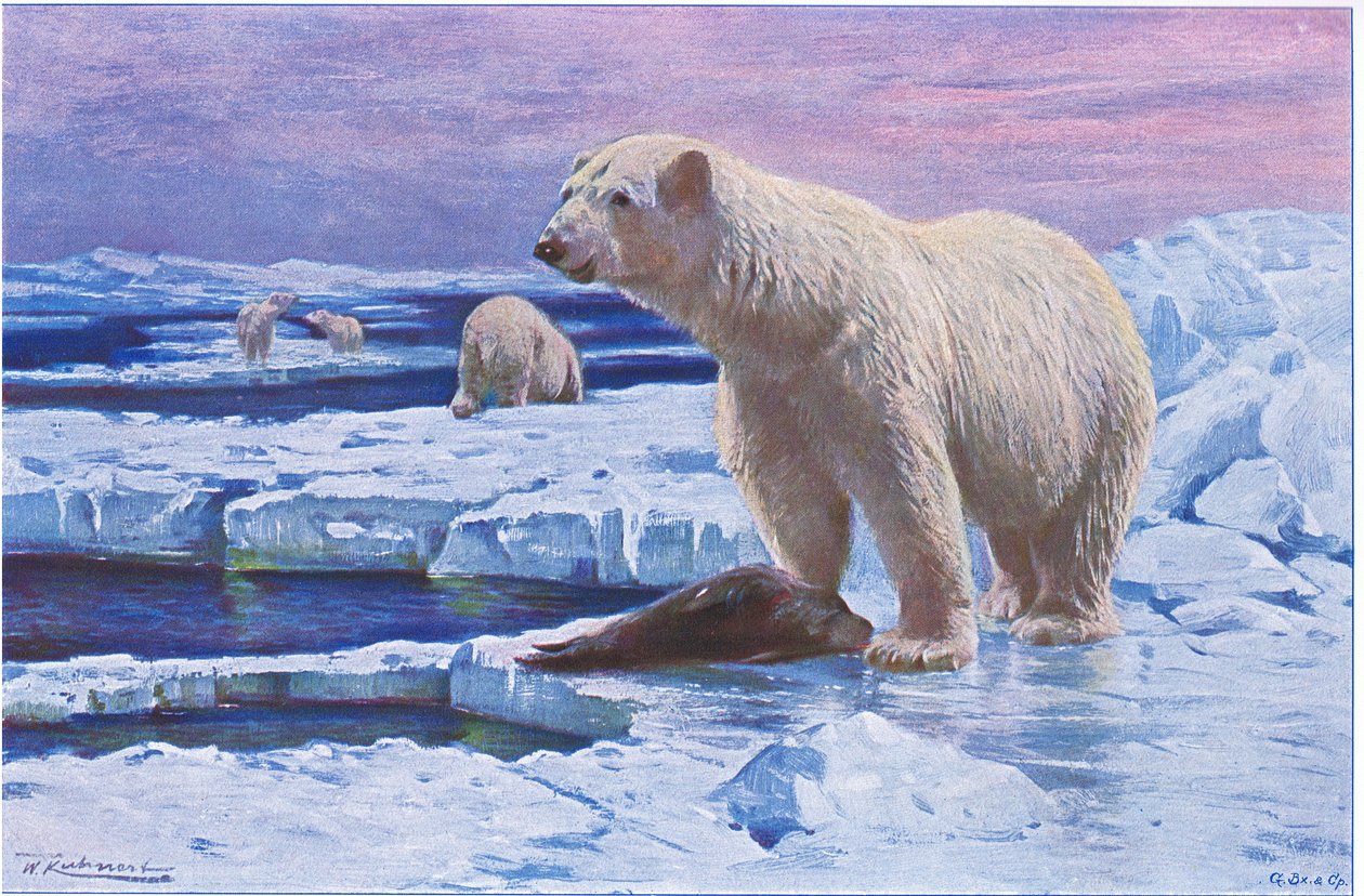 Isbjörn, från Wildlife of the World publicerad av Frederick Warne & Co, ca 1900 av Wilhelm Kuhnert