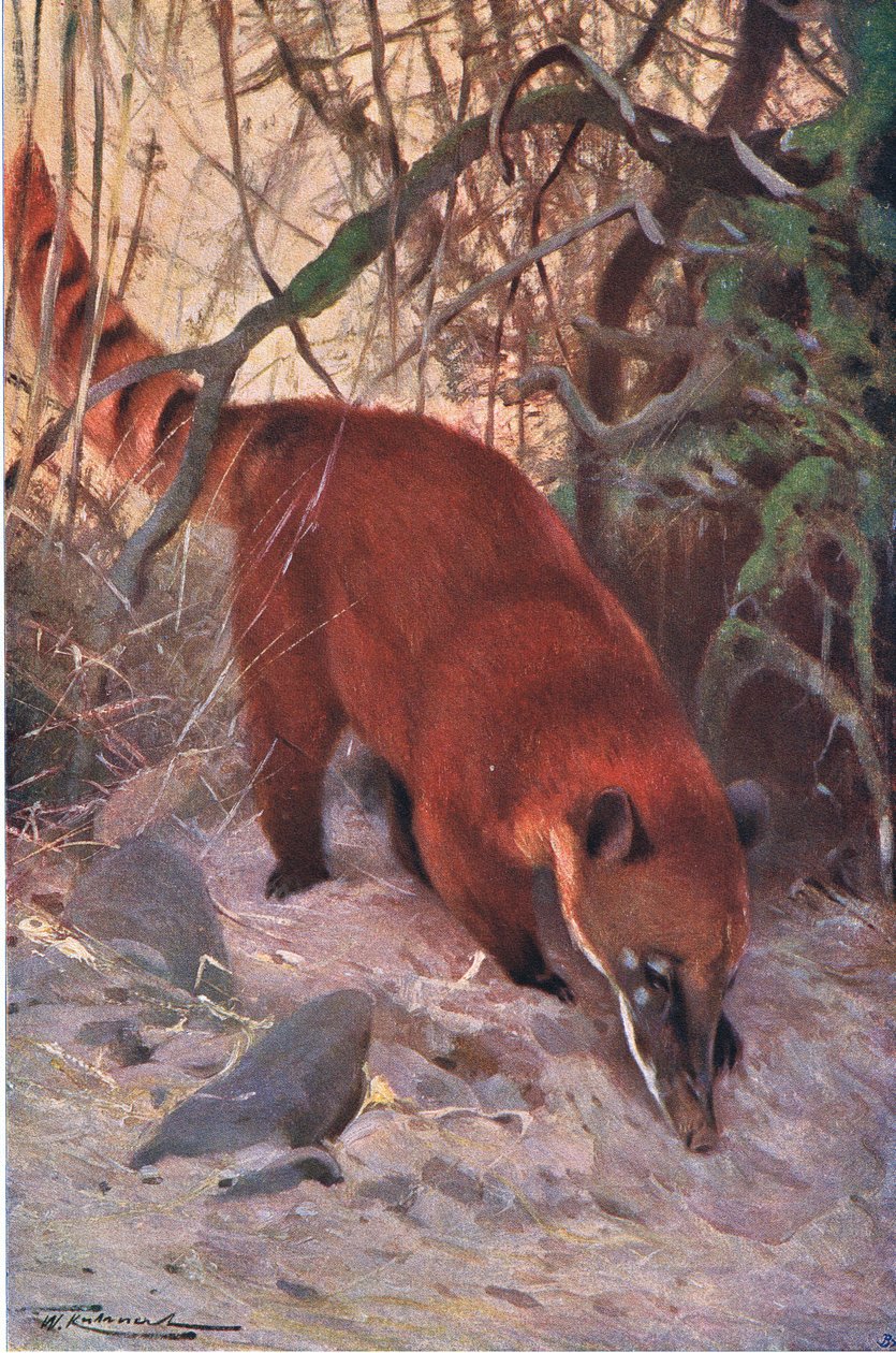 Red Coati, från Wildlife of the World publicerad av Frederick Warne & Co, c.1900 av Wilhelm Kuhnert