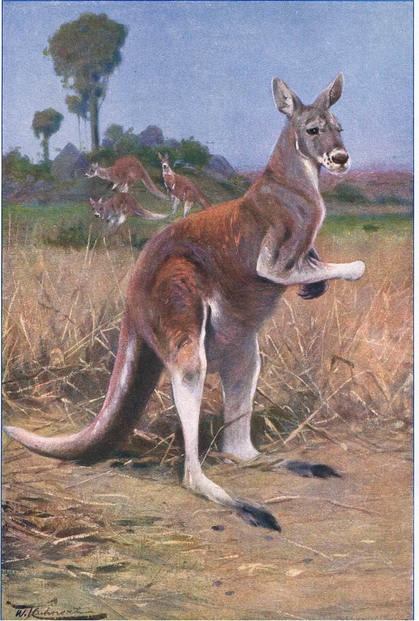 Röd känguru, illustration från Wildlife of the World, c.1910 av Wilhelm Kuhnert