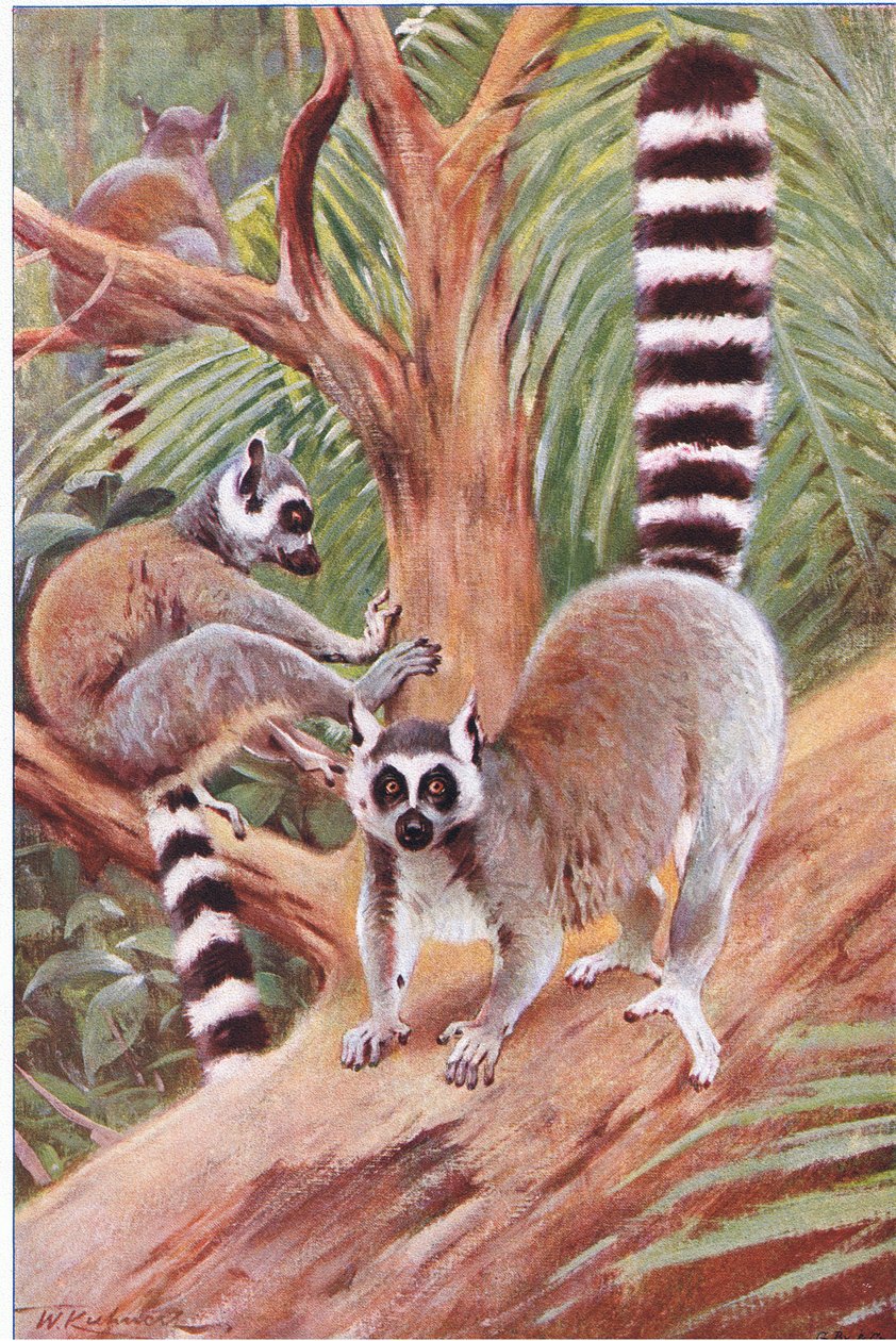 Ringsvanslemur, illustration från Wildlife of the World, c.1910 av Wilhelm Kuhnert