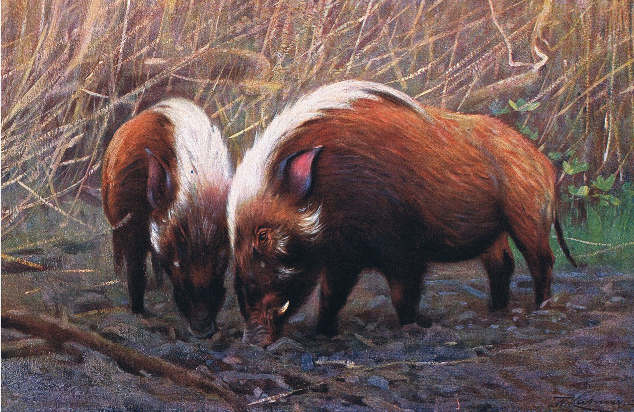 River Hog, illustration från Wildlife of the World, c.1910 av Wilhelm Kuhnert