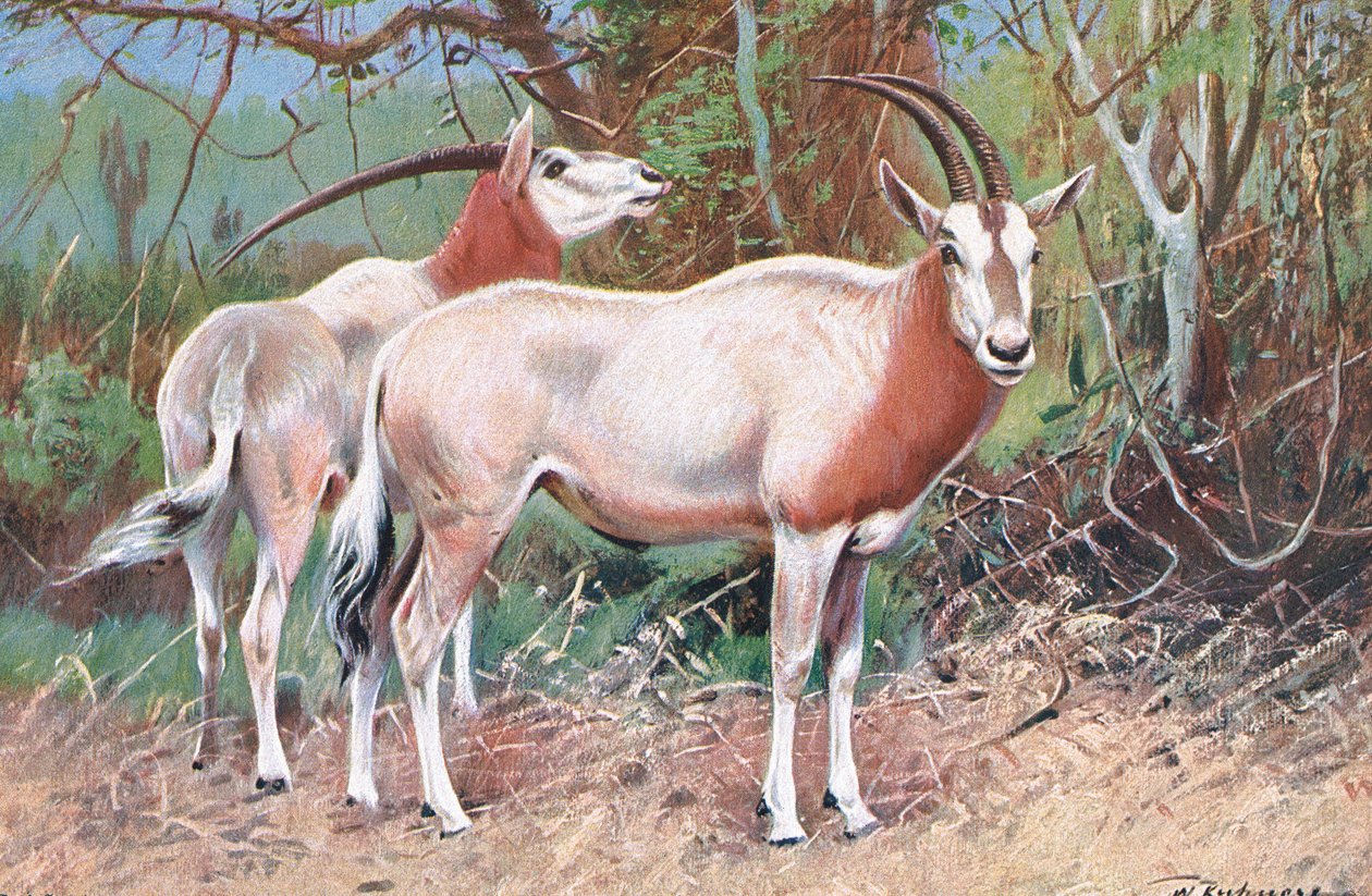 Sobelantilop, illustration från Wildlife of the World, c.1910 av Wilhelm Kuhnert