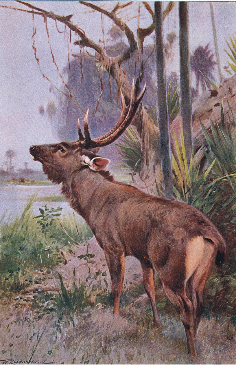 Sambar, från Wildlife of the World publicerad av Frederick Warne & Co, c.1900 av Wilhelm Kuhnert