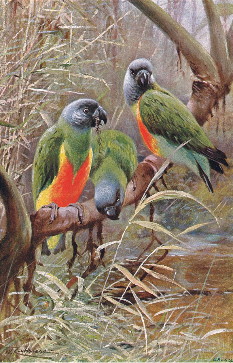 Senegal papegoja, illustration från Wildlife of the World, c.1910 av Wilhelm Kuhnert