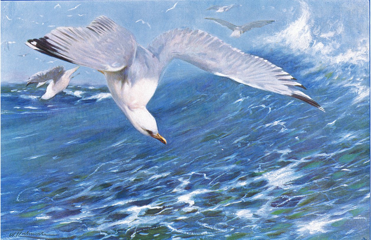 Silver Gull, från Wildlife of the World publicerad av Frederick Warne & Co, c.1900 av Wilhelm Kuhnert