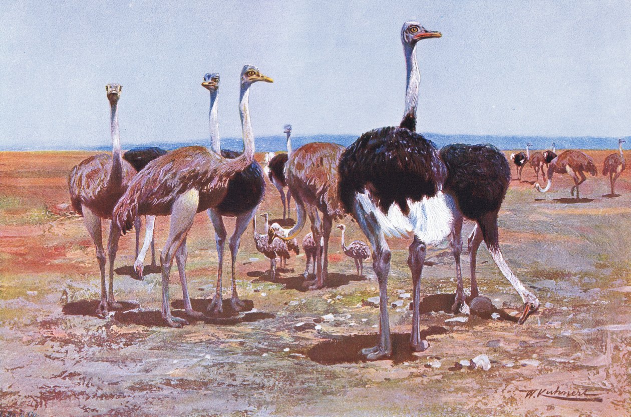 Somalisk struts, illustration från Wildlife of the World, c.1910 av Wilhelm Kuhnert