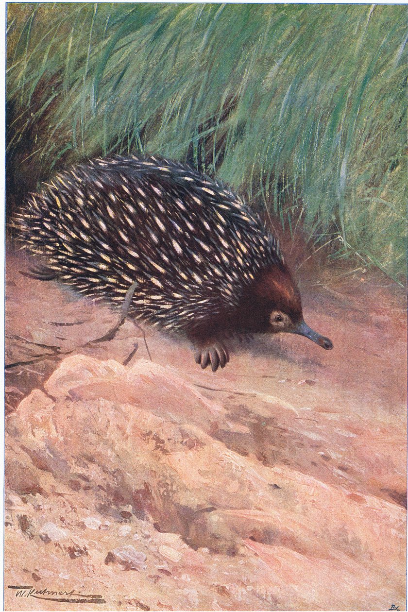 Spiny Myr-Eater, illustration från Wildlife of the World, c.1910 av Wilhelm Kuhnert