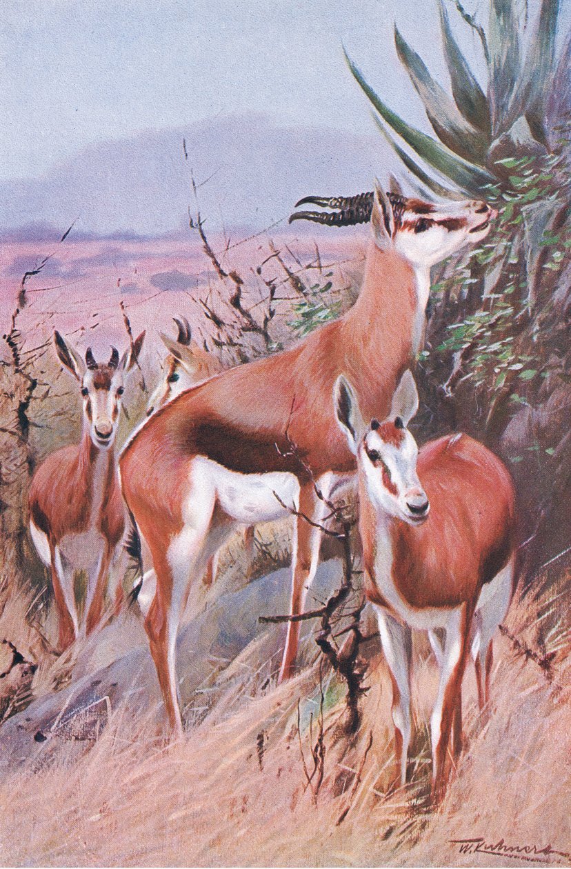 Springbok, illustration från Wildlife of the World, c.1910 av Wilhelm Kuhnert