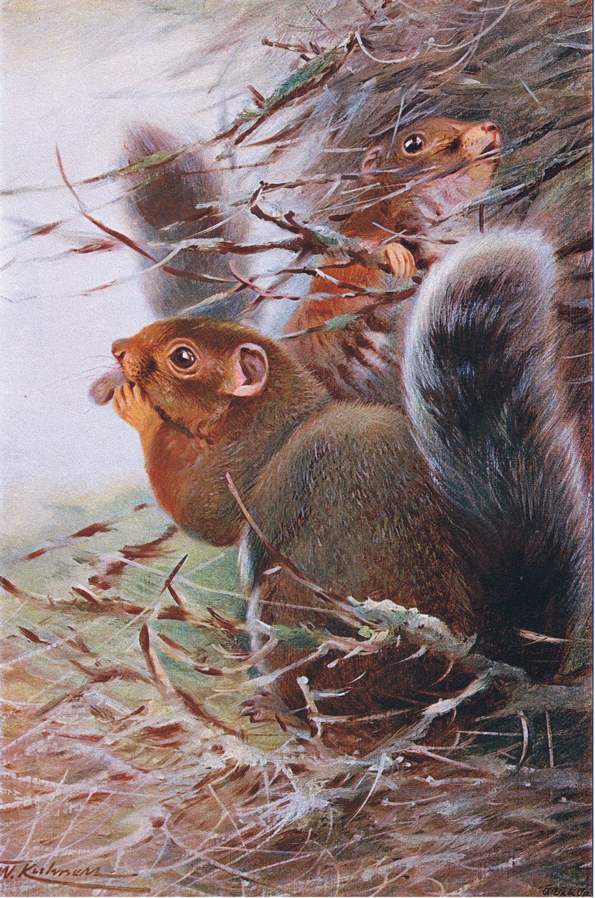 St Paul Squirrel, illustration från Wildlife of the World, c.1910 av Wilhelm Kuhnert