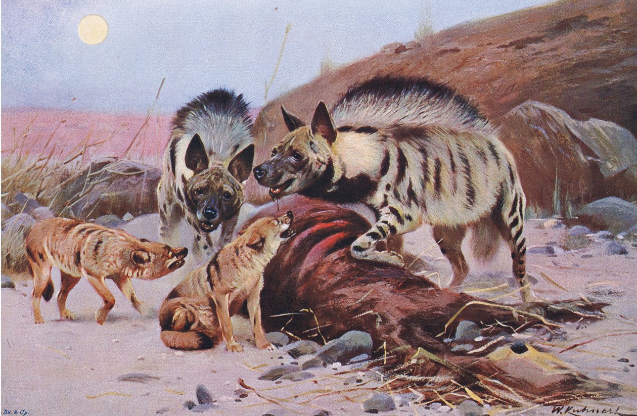 Randig hyena och schakal, från Wildlife of the World publicerad av Frederick Warne & Co, ca 1900 av Wilhelm Kuhnert