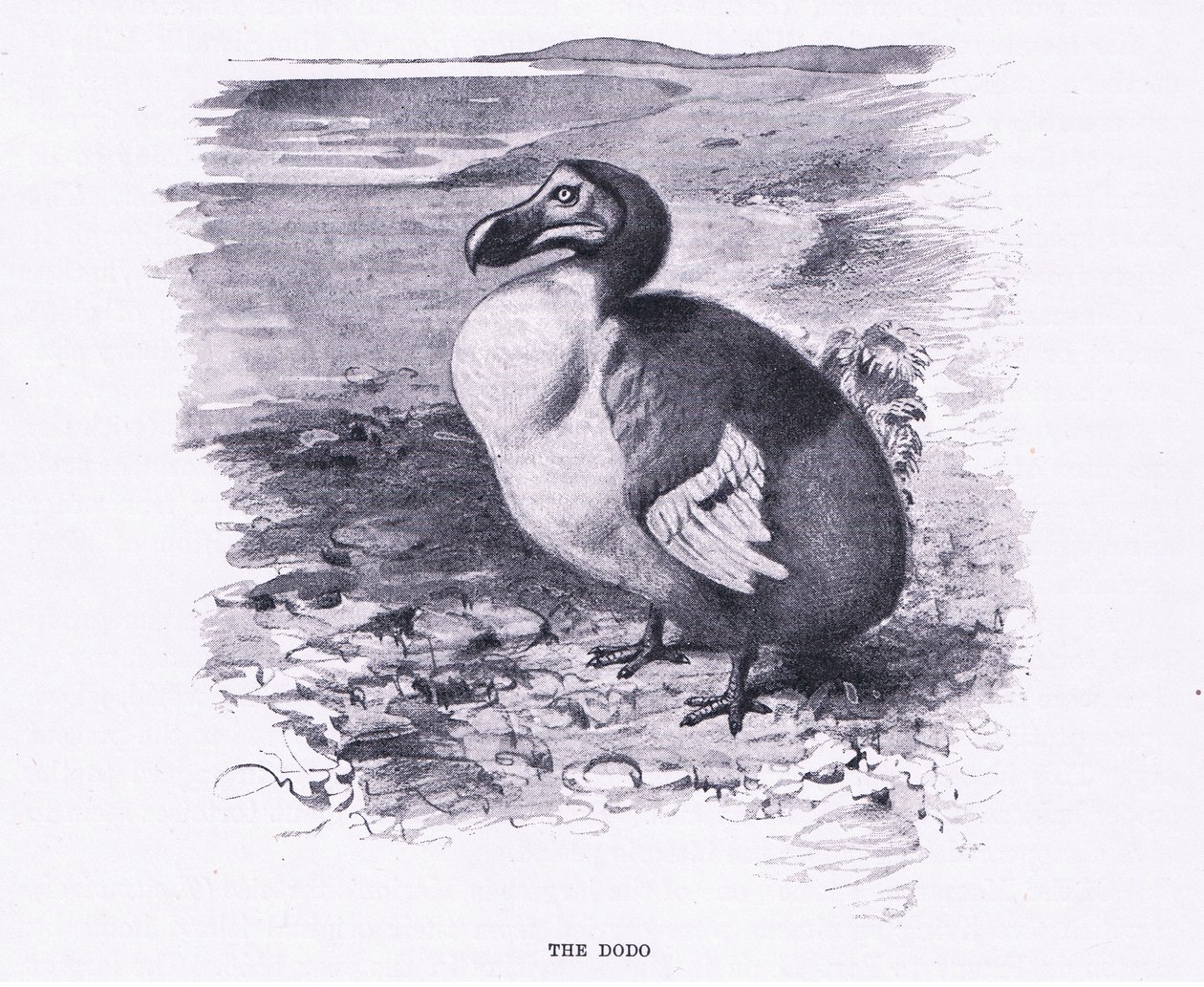 The Dodo, illustration från Wildlife of the World, c.1910 av Wilhelm Kuhnert