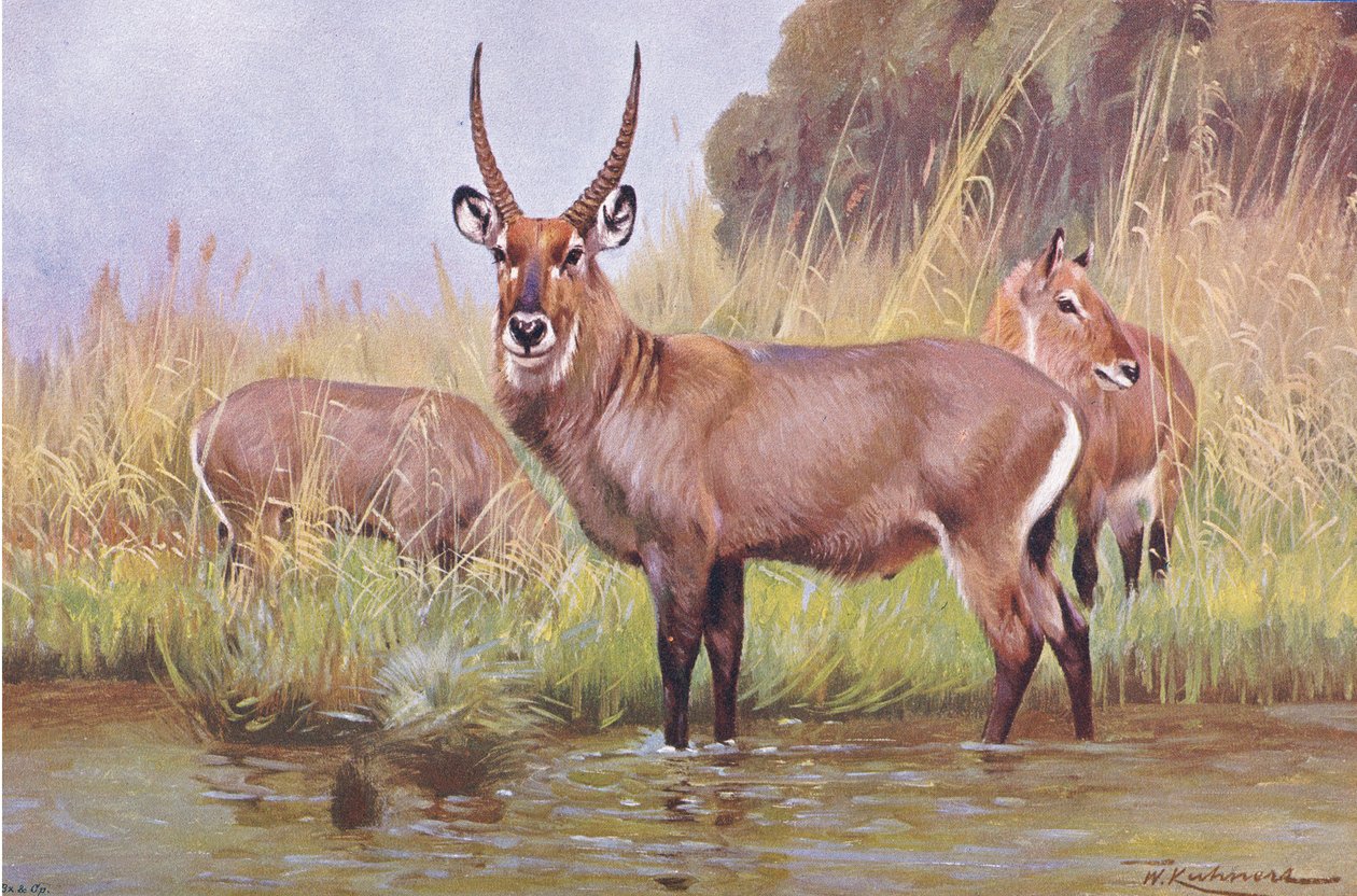 Water Buck, illustration från Wildlife of the World, c.1910 av Wilhelm Kuhnert