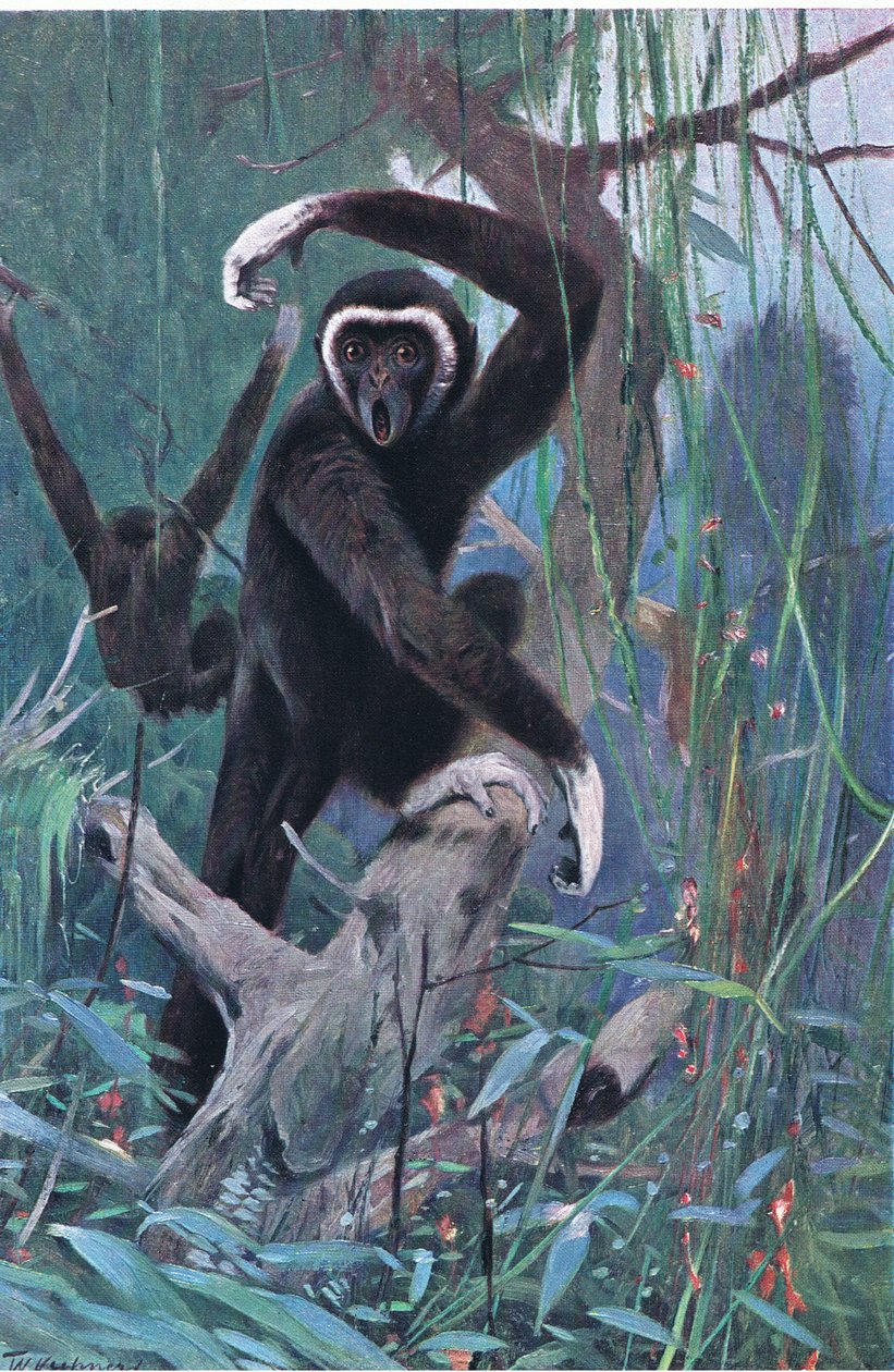 White-Handed Gibbon, från Wildlife of the World publicerad av Frederick Warne & Co, ca 1900 av Wilhelm Kuhnert