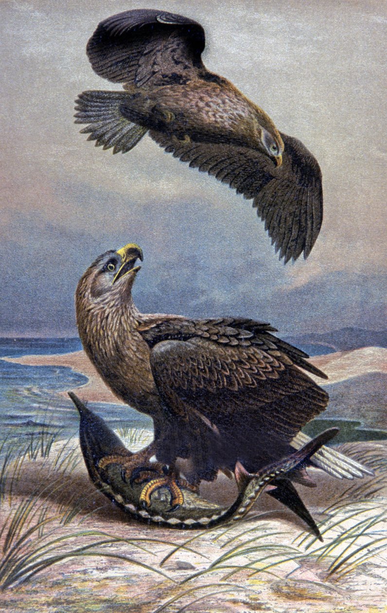 Havsörn, ca 1910 (illustration) av Wilhelm Kuhnert