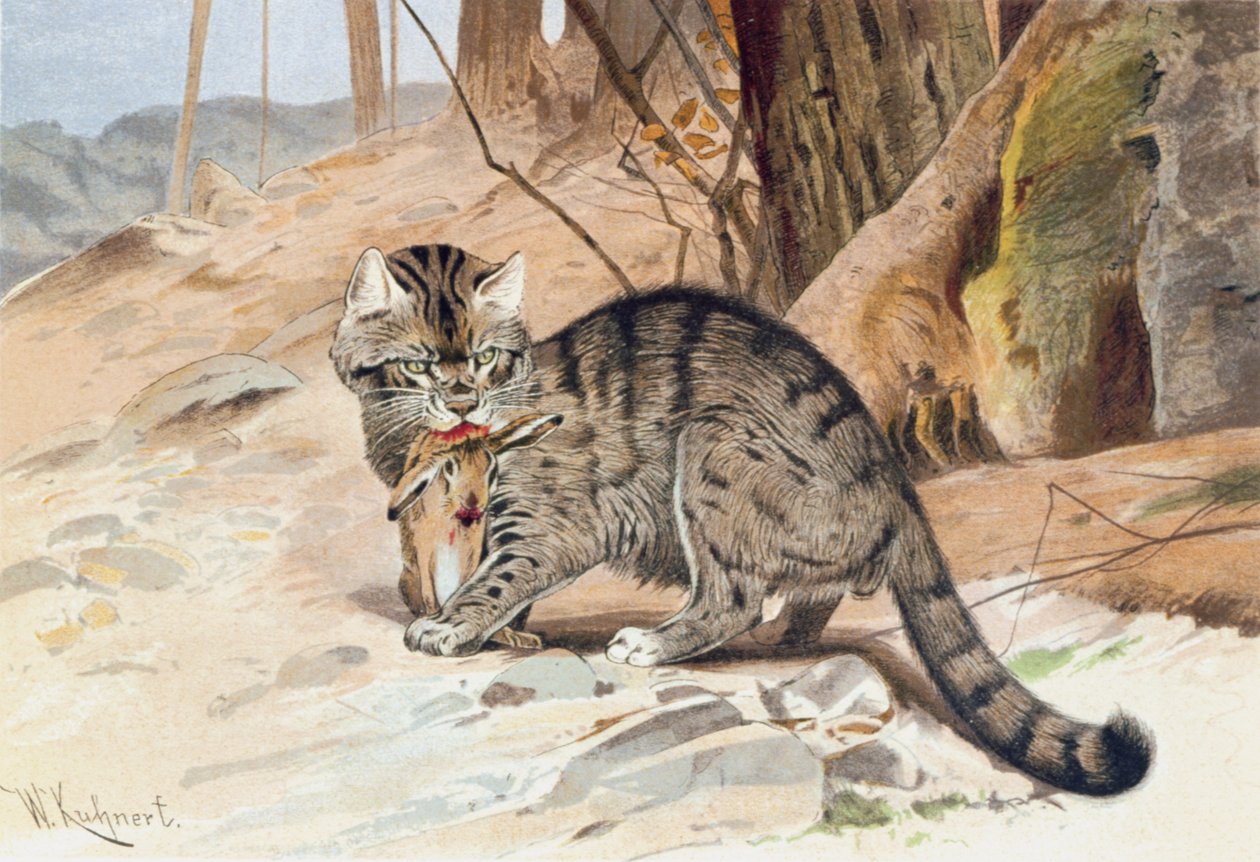 Vildkatt, tallrik från "Brehm