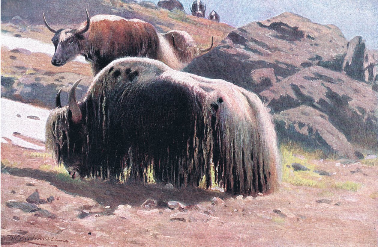 Yak, från Wildlife of the World publicerad av Frederick Warne & Co, c.1900 av Wilhelm Kuhnert