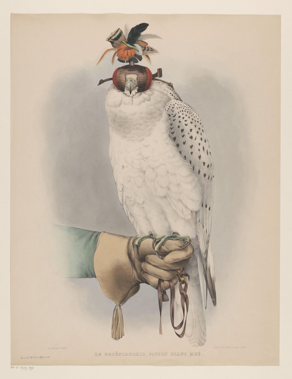 Vit Grönlandsfalk Le groënlandais, faucon blanc mué (titel på objekt) av Willem Bastiaan van Wouw (possibly)