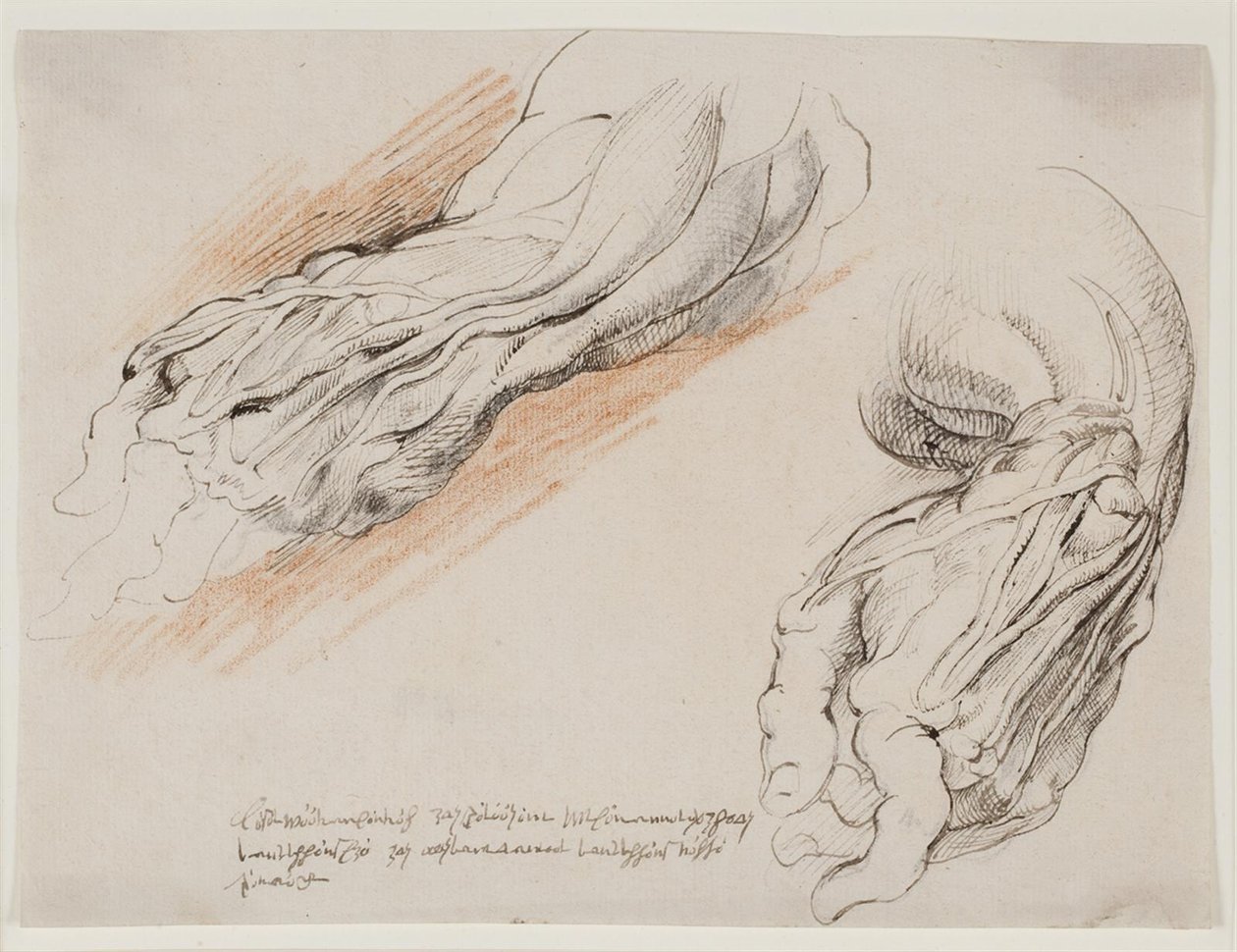 Anatomical Studies (écorchés.) En mans flätade vänstra underarm i två positioner. av Willem Panneels