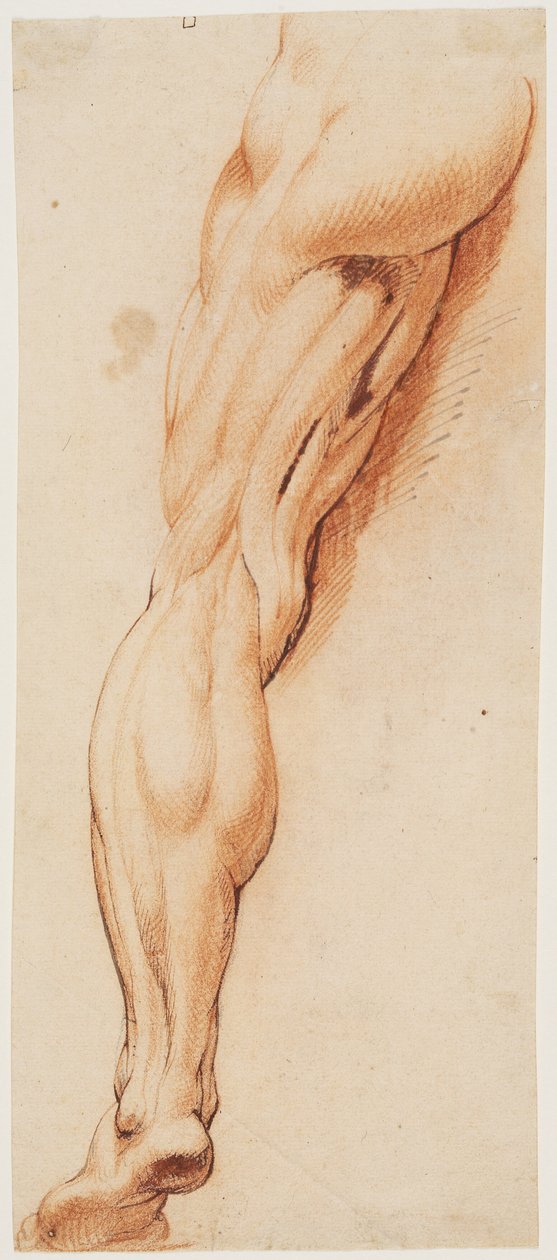 Anatomiska studier (écorché). En mans flådda vänsterben sett bakifrån av Willem Panneels