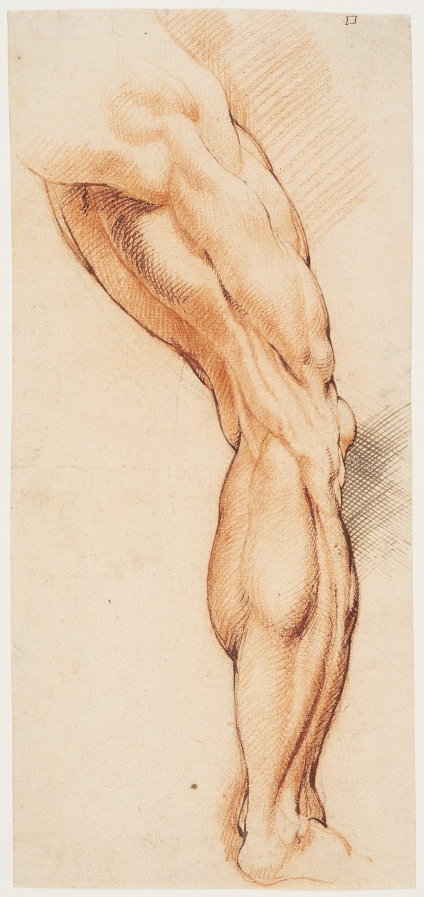 Anatomiska studier (écorché). En mans flådda högerben sett bakifrån, vänt åt höger av Willem Panneels