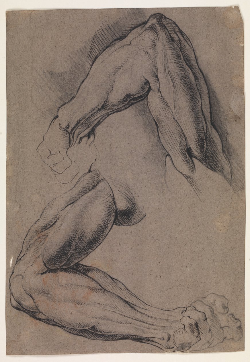 Anatomiska studier (écorché). Två studier av en mans flätade vänstra arm av Willem Panneels