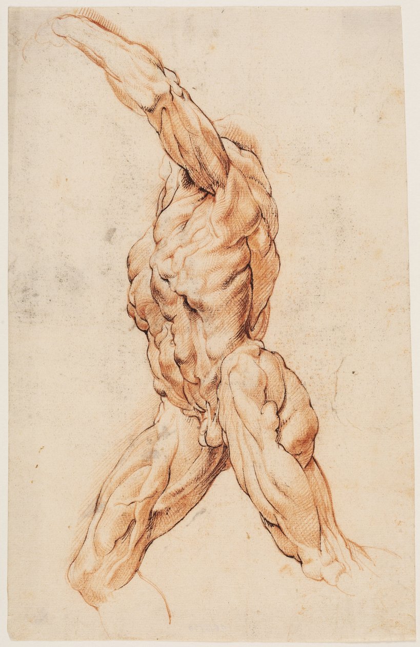 Anatomiska studier (écorchés). Gående flådd man vände sig till vänster av Willem Panneels