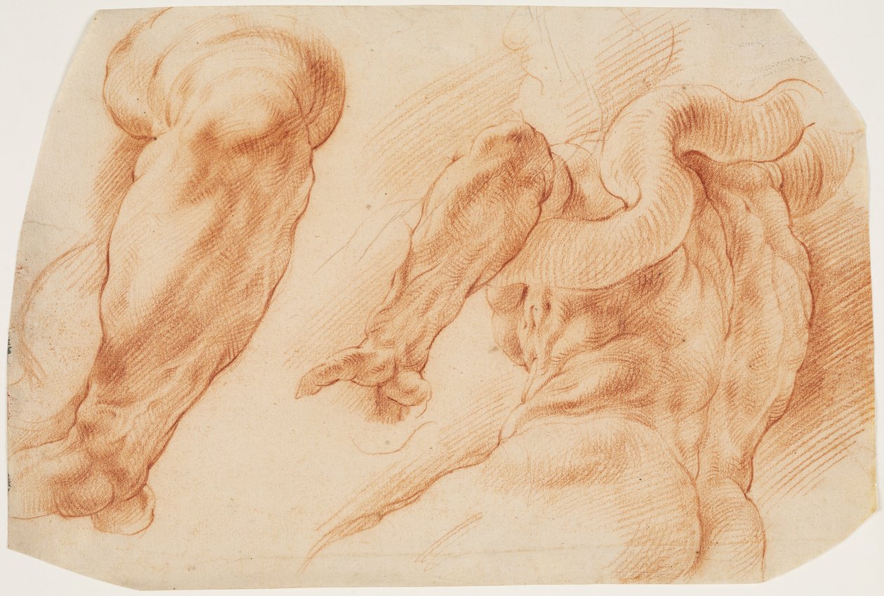 Laocoon. Studier av Laocoons vänstra arm och baksidan av hans bål sett från vänster och underifrån av Willem Panneels