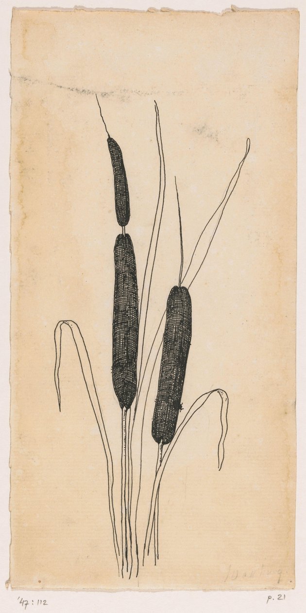 starr av Willem Wenckebach