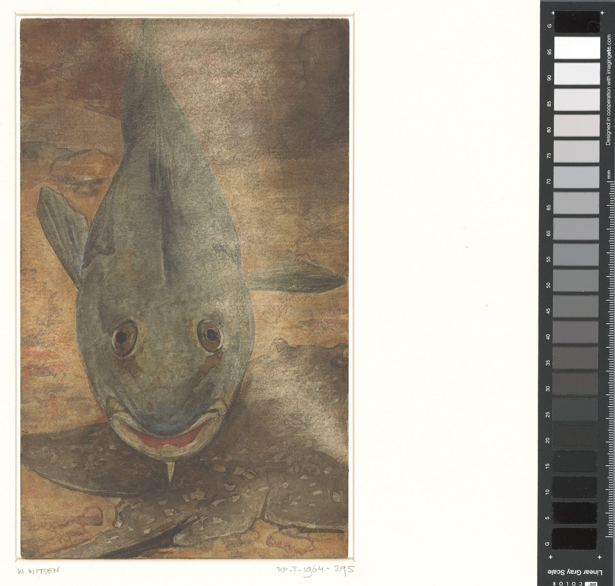 Fisk sedd framifrån av Willem Arnoldus Witsen