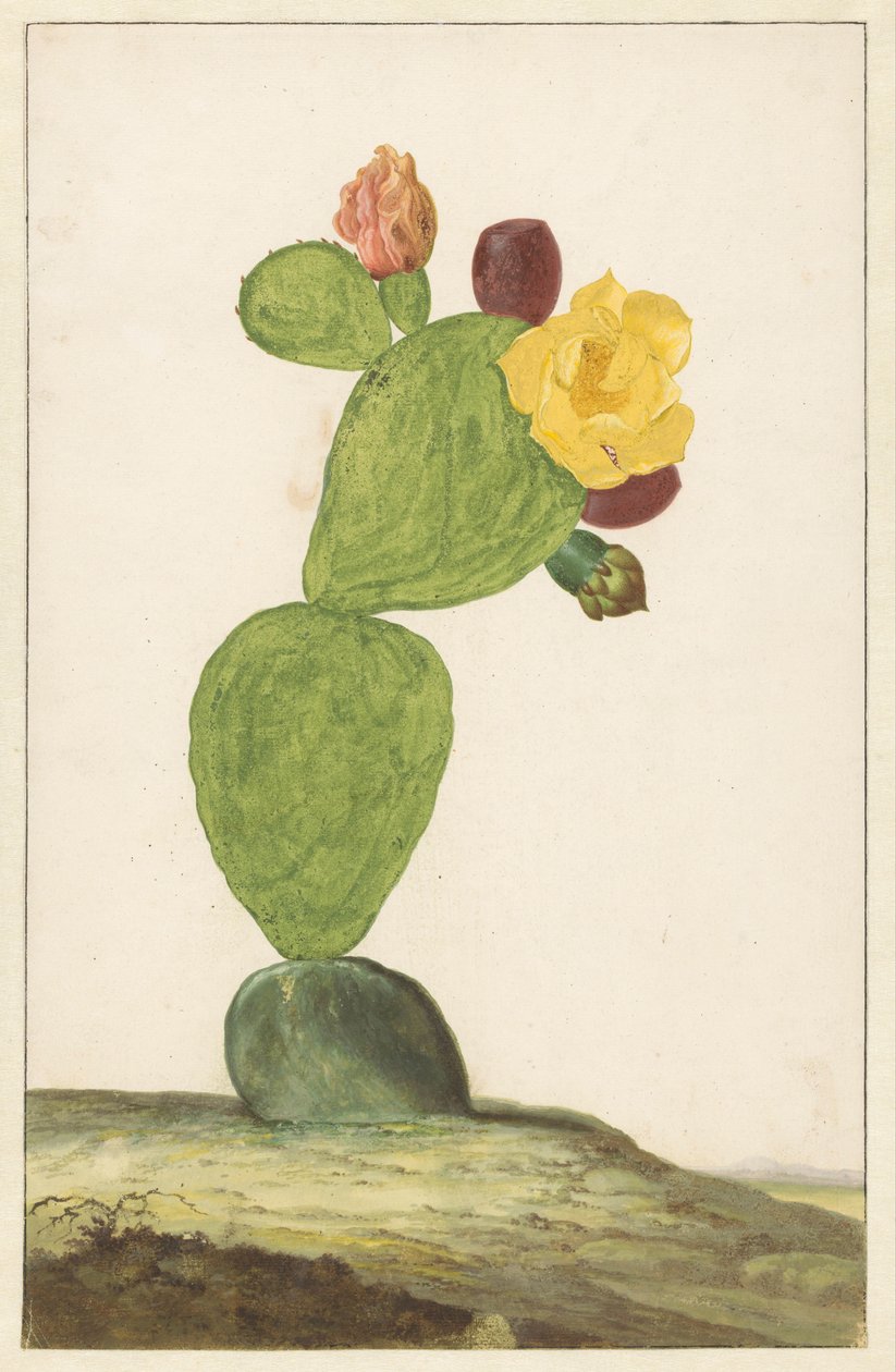 Prickly Pear i blom av Willem de Heer