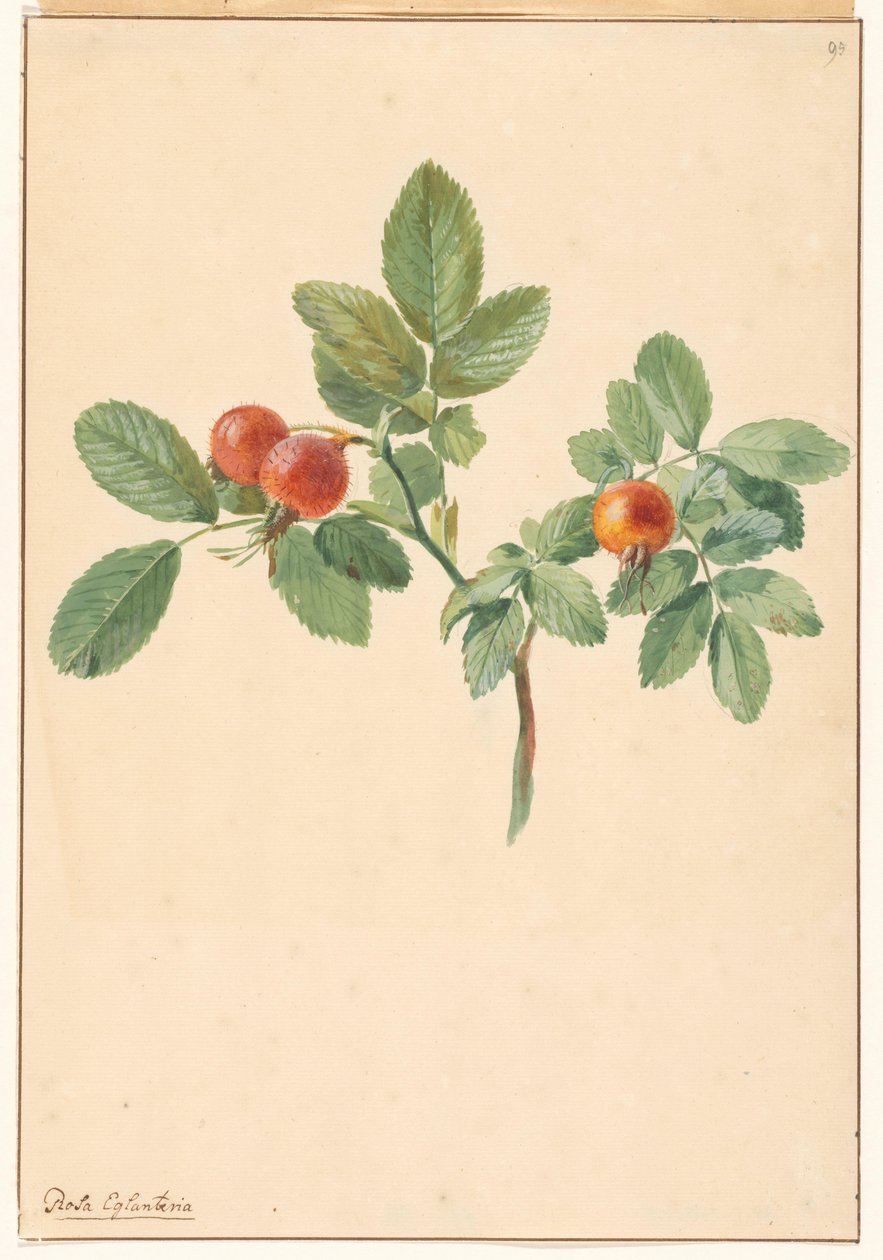 Gren med nypon av Willem van Leen (attributed to)
