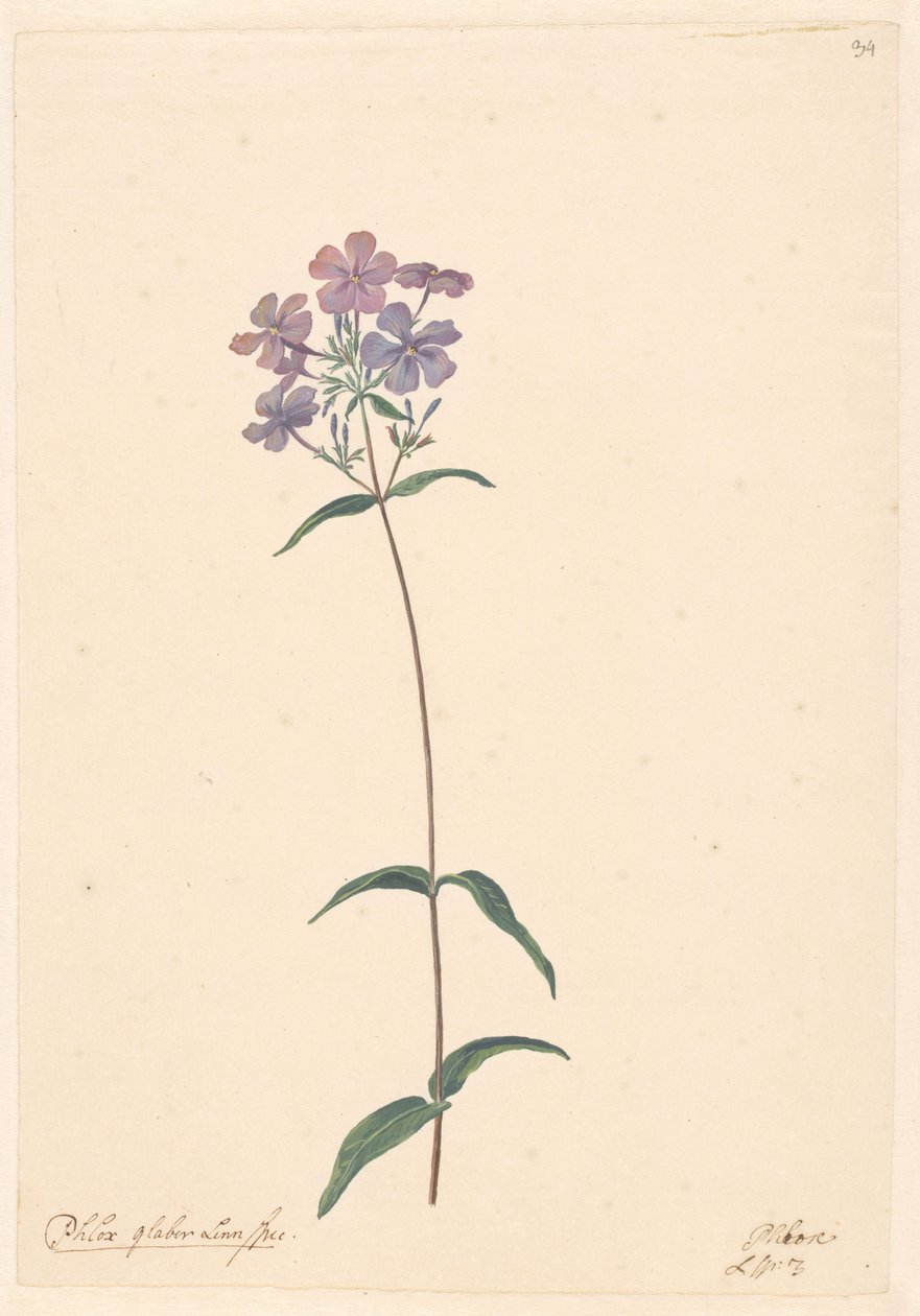 En gren av en flox av Willem van Leen (attributed to)