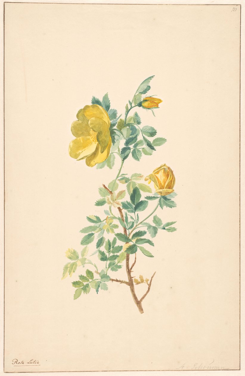 Gren av en gul ros (Rosa Lutea) av Willem van Leen (attributed to)