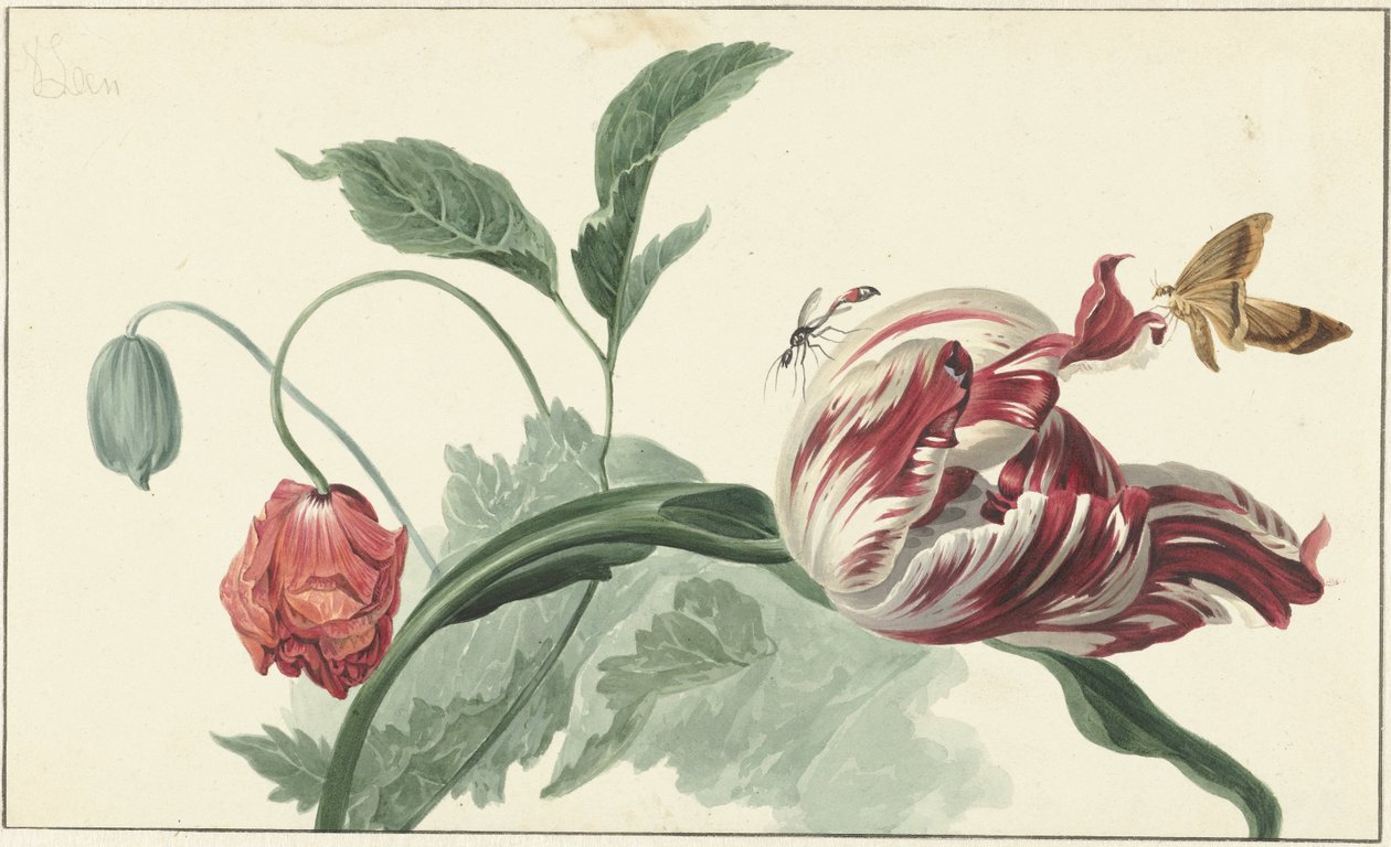 Tulpan och en vallmo av Willem van Leen (attributed to)