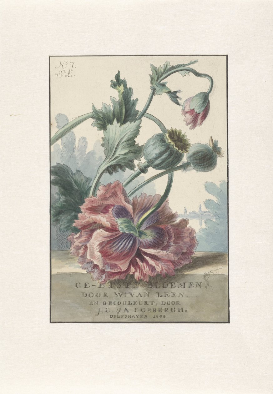 vallmo Titeltryck för: W. van Leen och J.C. & JA. Coebergh, Etsade blommor, 1804 av Willem van Leen