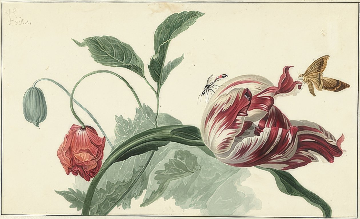 Tulpan och vallmo av Willem van Leen