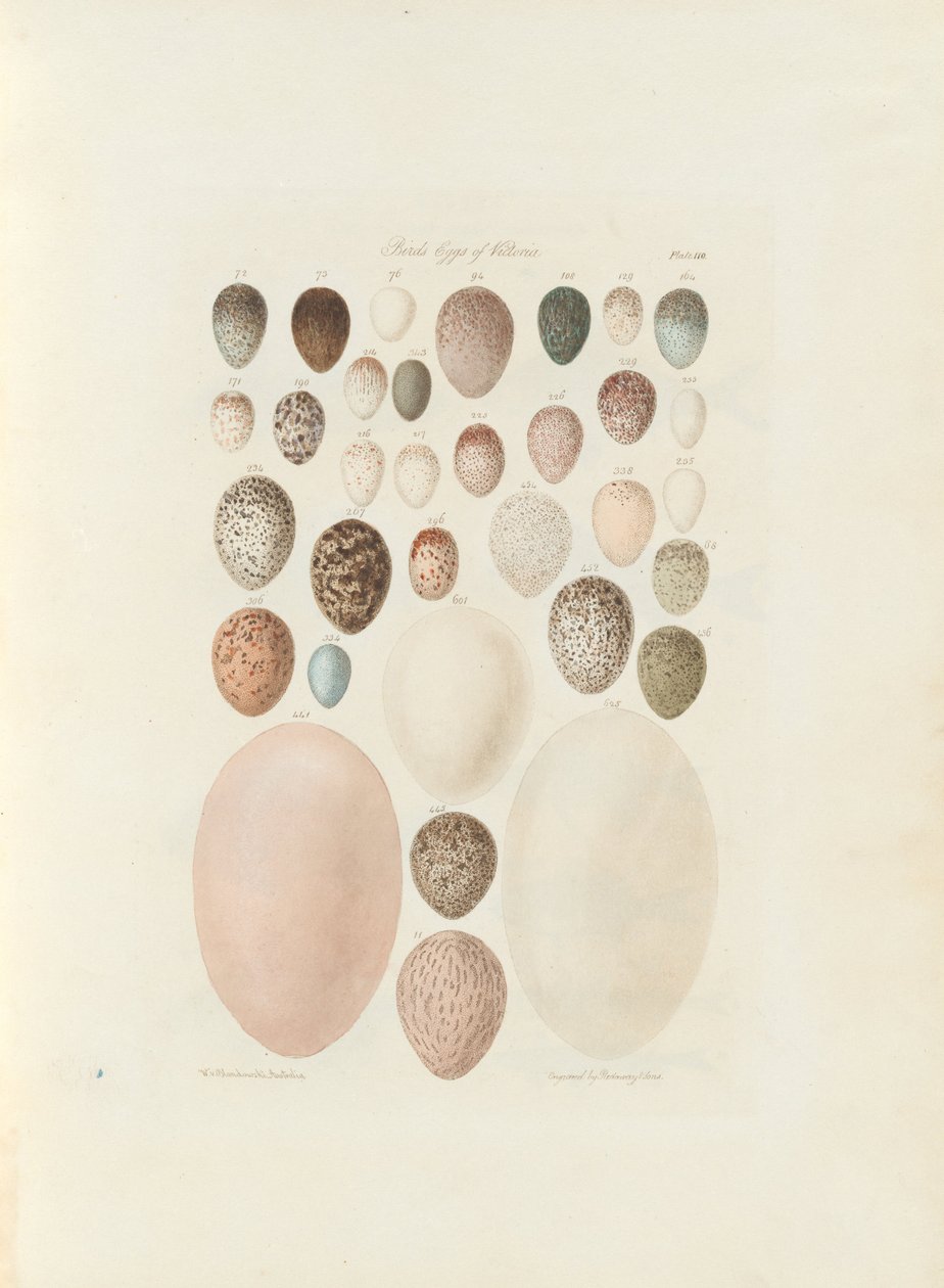 Fåglar ägg av Victoria. Den opublicerade folio Australien Terra Cognita av William Blandowski. 1855-56 av William Blandowski