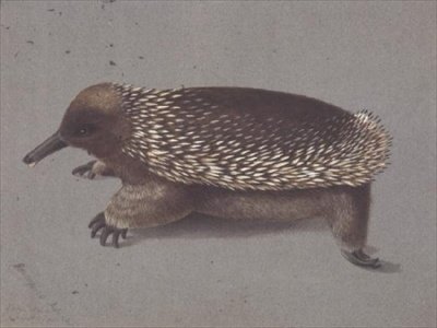 Spiny Echidna, 1800-talet av William Buelow Gould